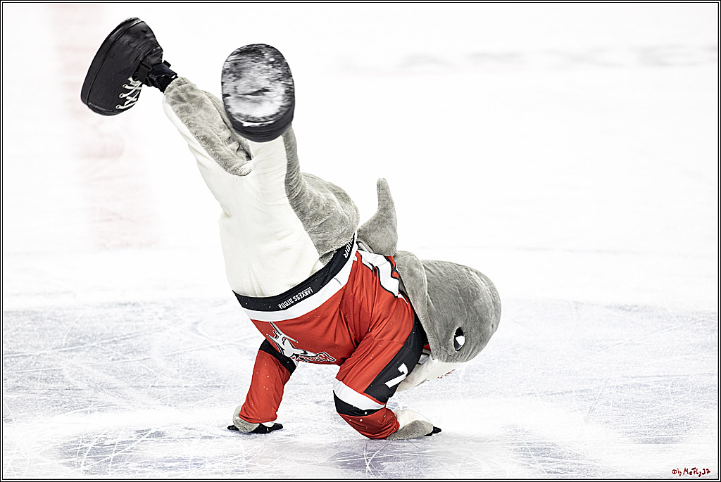 PENNY DEL;  Koelner Haie - Bietigheim Steelers; Koeln, 19.11.2021